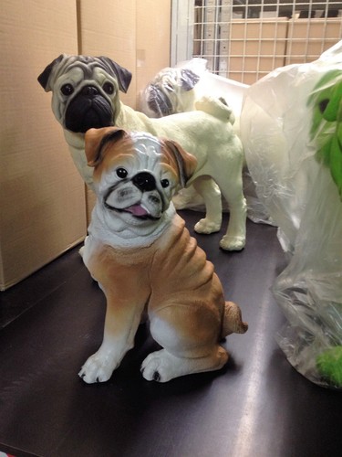 Mops braun natur lebensgroß - mops,