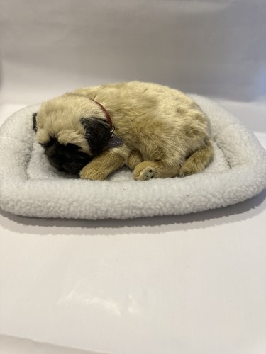 Atmender mops welpe perfect - mops,