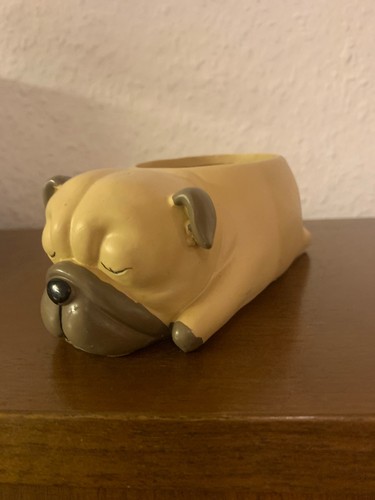 Hund dog mops pug - hund,