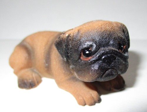 Mini mops hund für - mini,